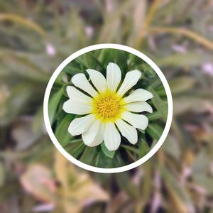 裸体军人无删减版播放
